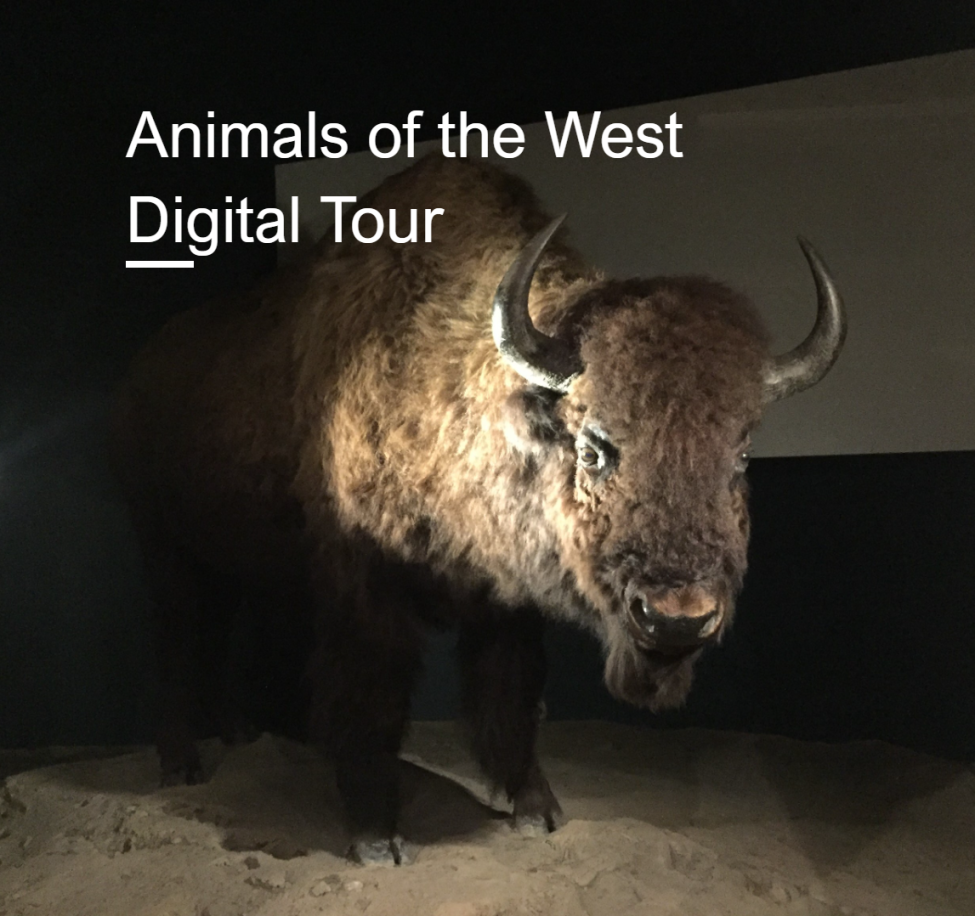 taxidermy American bison