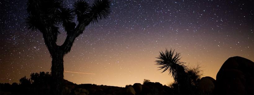 joshua trees in a starlit desert sky