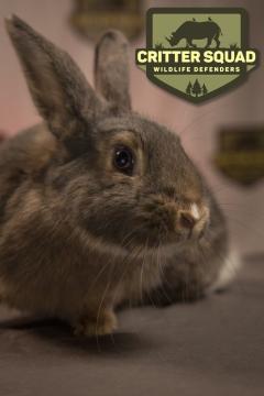 A close-up of a gray rabbit with long whiskers, sitting under a sign that reads "Critter Squad Wildlife Defenders" featuring a rhino silhouette and trees. The rabbit is looking to the side with a soft, curious expression.