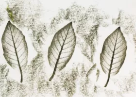 someone holding a piece of paper with leaf rubbing artwork of three leaves