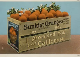 artwork of a crate of Sunkist brand oranges with orange blossoms