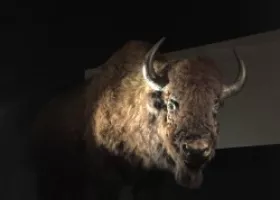 bison