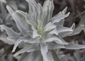 Sage plant