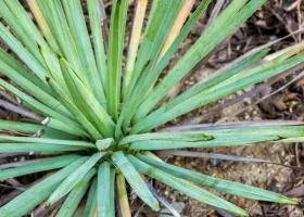 Yucca Plant