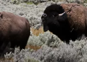 Two Bison in a field