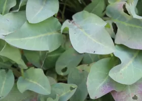 Yerba Mansa plant