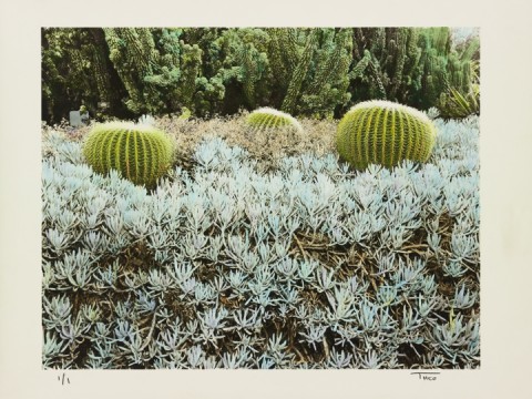 Three Barrel Cactus