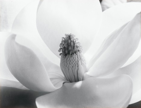 Imogen Cunningham, Magnolia Blossom