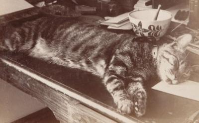 tabby cat stretched out sleeping on desk