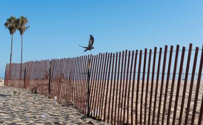 beach with fence and bird flying over