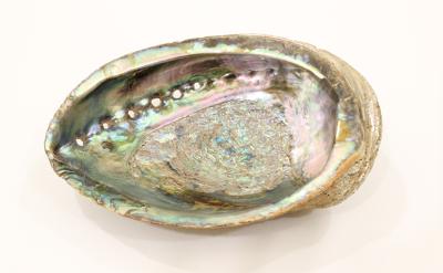 abalone shell