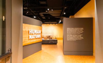 entrance to human nature gallery yellow walls, display case in background