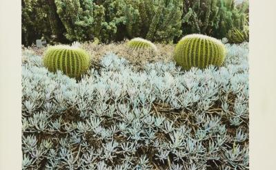 garden with barrel cactuses