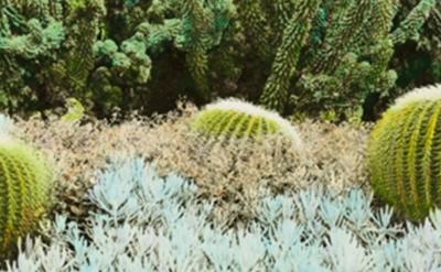 three barrel cactuses surrounded by a succulent ground cover