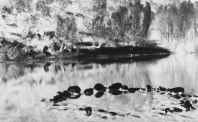 A black-and-white photograph shows a serene lake with dense trees along the shoreline. In the foreground, there is a circle of what appears to be rocks or stones emerging slightly above the water's surface. The image has a vintage feel. The upper left corner has the Autry Museum logo.