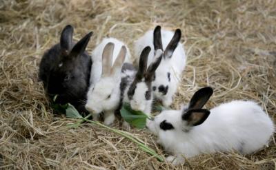 Five rabbits, a mix of black, white, and spotted, are sitting on hay. They are nibbling on green leaves, gathered closely together, creating an adorable scene of shared snacking.