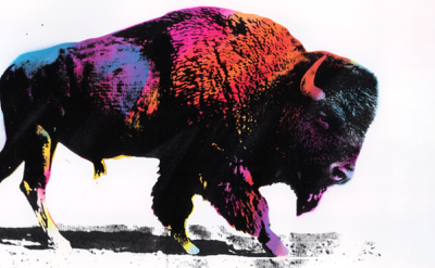 A bison stands against a white background, its body covered in vibrant splashes of pink, purple, blue, yellow, and orange, creating a bold, colorful, and artistic effect.