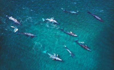 Aerial view of a pod of gray whales swimming together in clear blue-green ocean water.