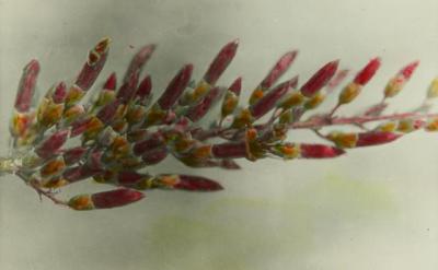 flower with branching red buds