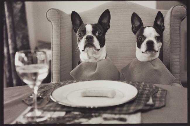 two boston terriers at elegantly set table with dog treat on a plate, the dogs have napkins around their necks, ready to eat