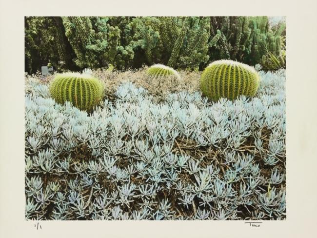 three barrel cactuses surrounded by a succulent ground cover