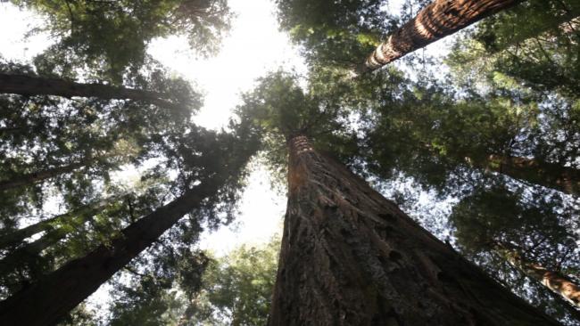 view of redwood trees from the ground
