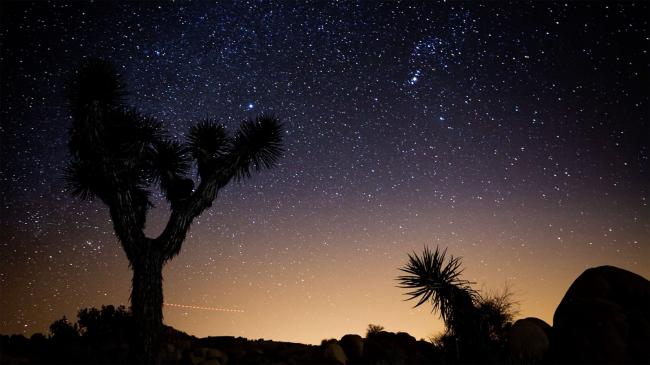 joshua trees in a starlit desert sky