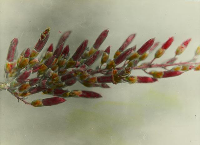 flower with branching red buds