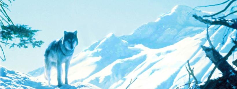 White Fang movie poster image