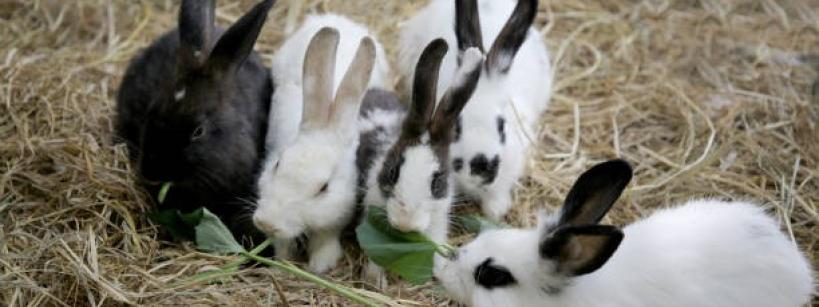 Five rabbits, a mix of black, white, and spotted, are sitting on hay. They are nibbling on green leaves, gathered closely together, creating an adorable scene of shared snacking.