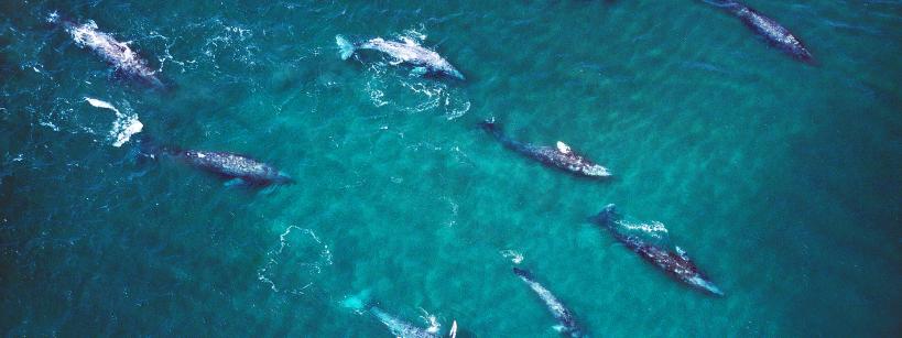 Aerial view of a pod of gray whales swimming together in clear blue-green ocean water.