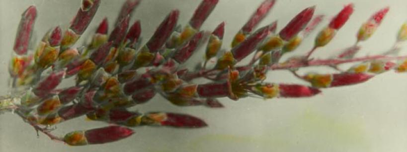 flower with branching red buds